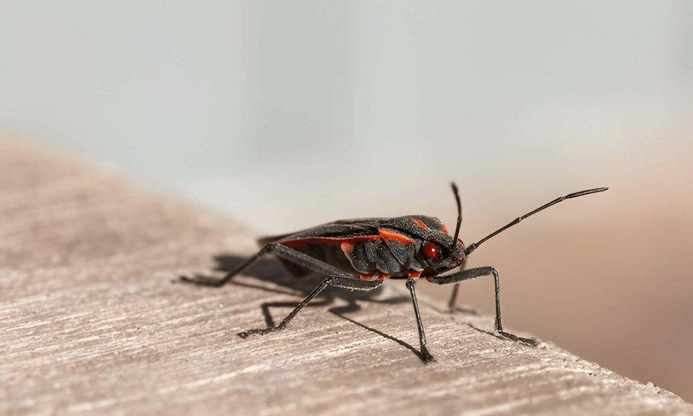 Box Elder Bugs Identification Habitats And Control