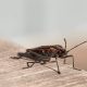 Box Elder Bugs Identification Habitats And Control