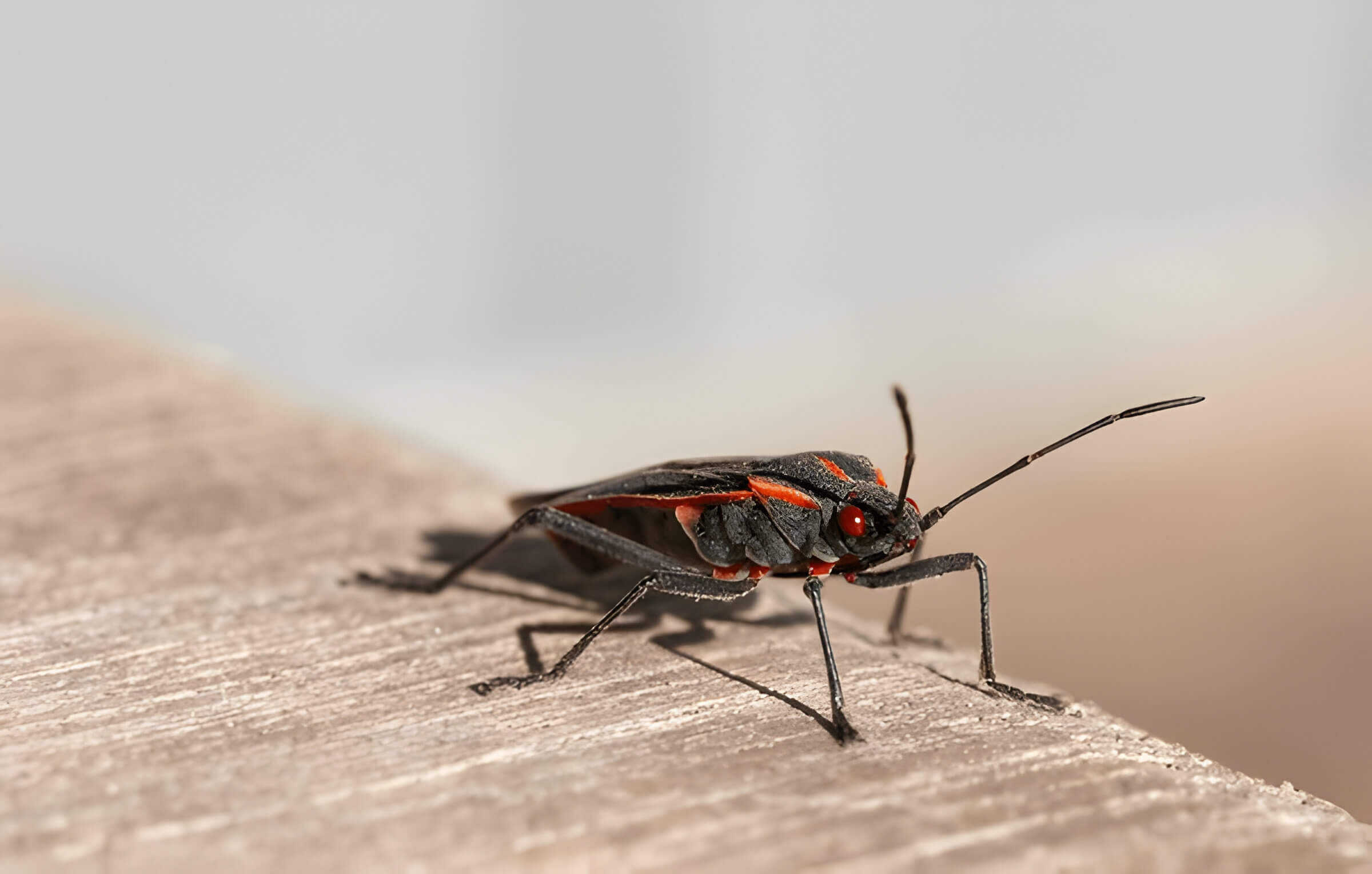 Box Elder Bugs Identification Habitats And Control