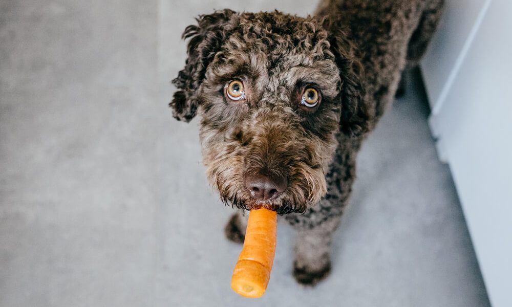 Can Dogs Eat Carrots A Guide To Your Dogs Diet