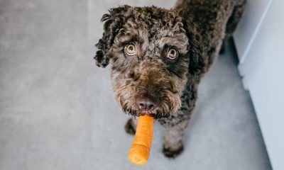 Can Dogs Eat Carrots A Guide To Your Dogs Diet