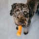 Can Dogs Eat Carrots A Guide To Your Dogs Diet