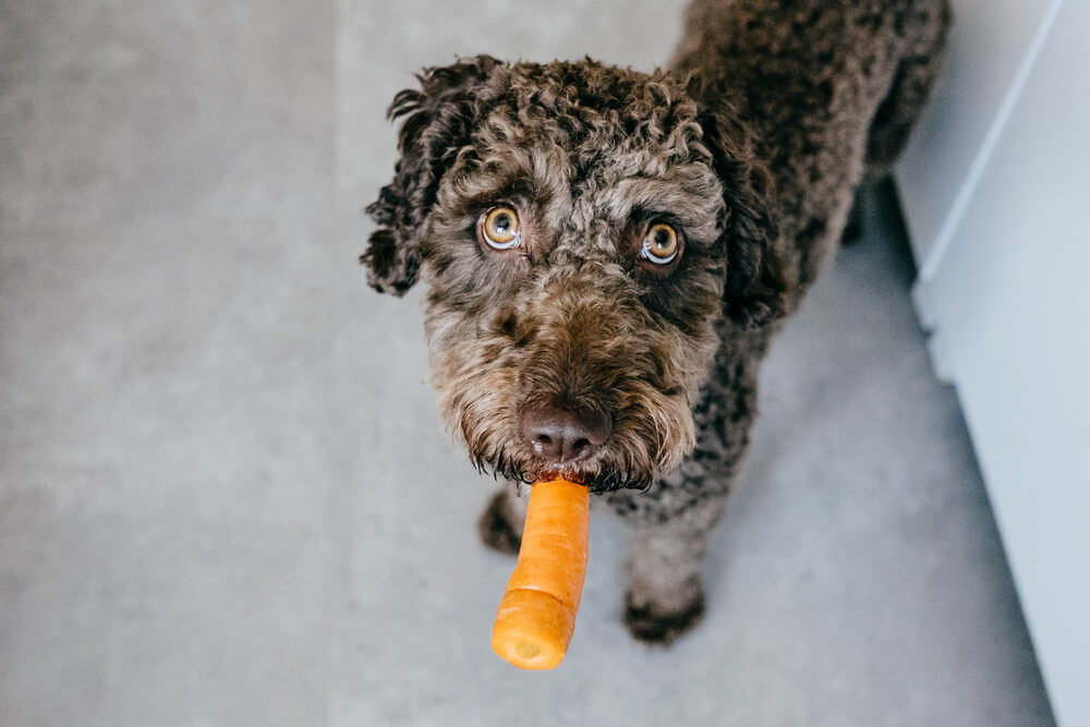 Can Dogs Eat Carrots A Guide To Your Dogs Diet