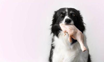 Can Dogs Eat Raw Chicken Facts Every Pet Owner Should Know