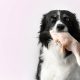 Can Dogs Eat Raw Chicken Facts Every Pet Owner Should Know