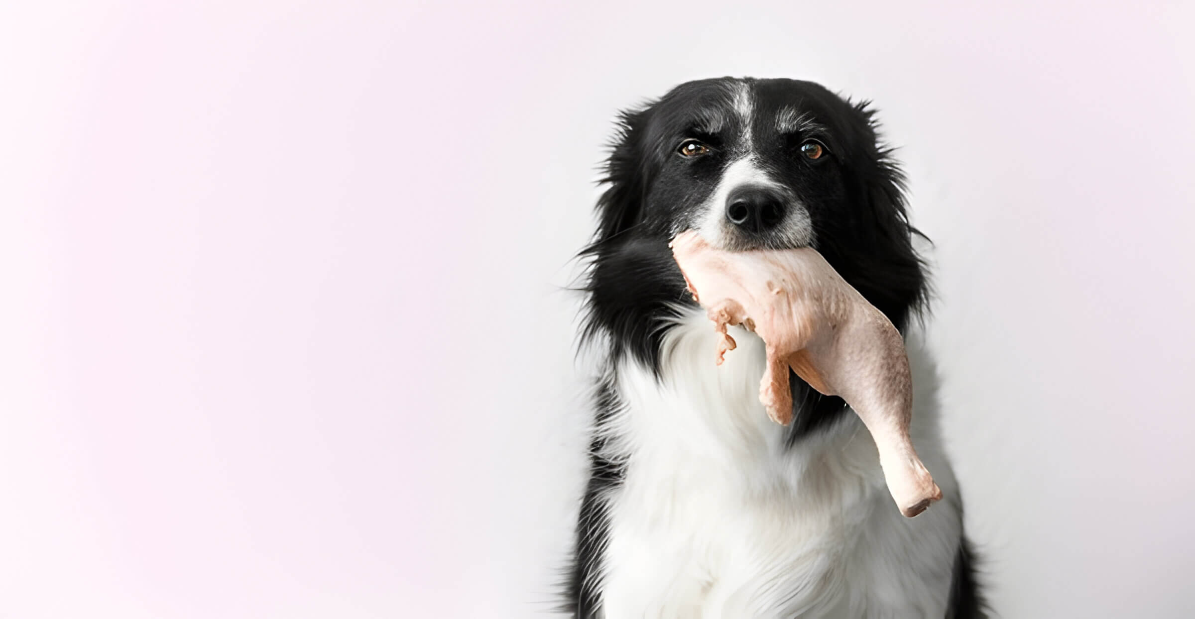 Can Dogs Eat Raw Chicken Facts Every Pet Owner Should Know