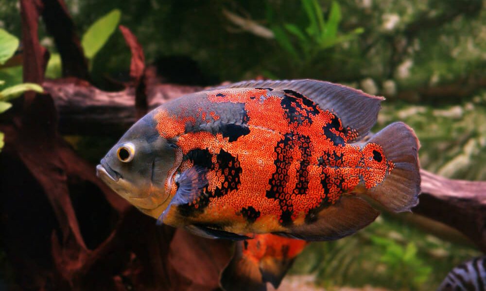 Care Guide For Oscar Fish Nurture Your Aquatic Companions With Confidence