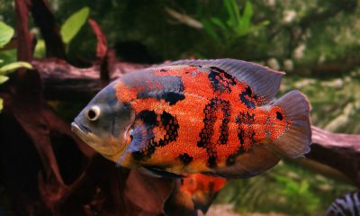 Care Guide For Oscar Fish Nurture Your Aquatic Companions With Confidence