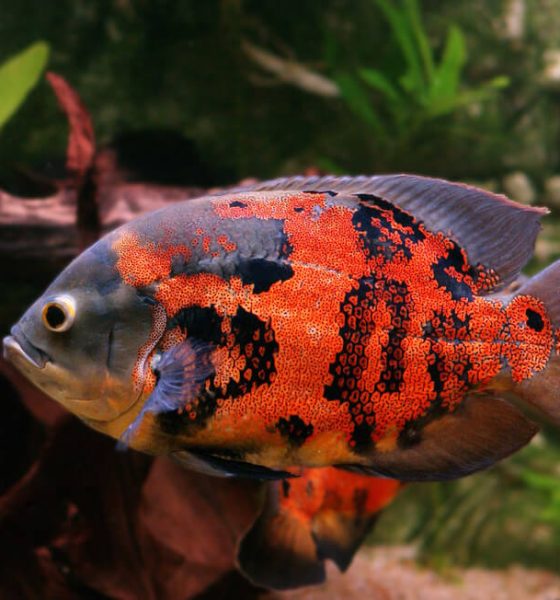 Care Guide For Oscar Fish Nurture Your Aquatic Companions With Confidence