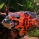 Care Guide For Oscar Fish Nurture Your Aquatic Companions With Confidence