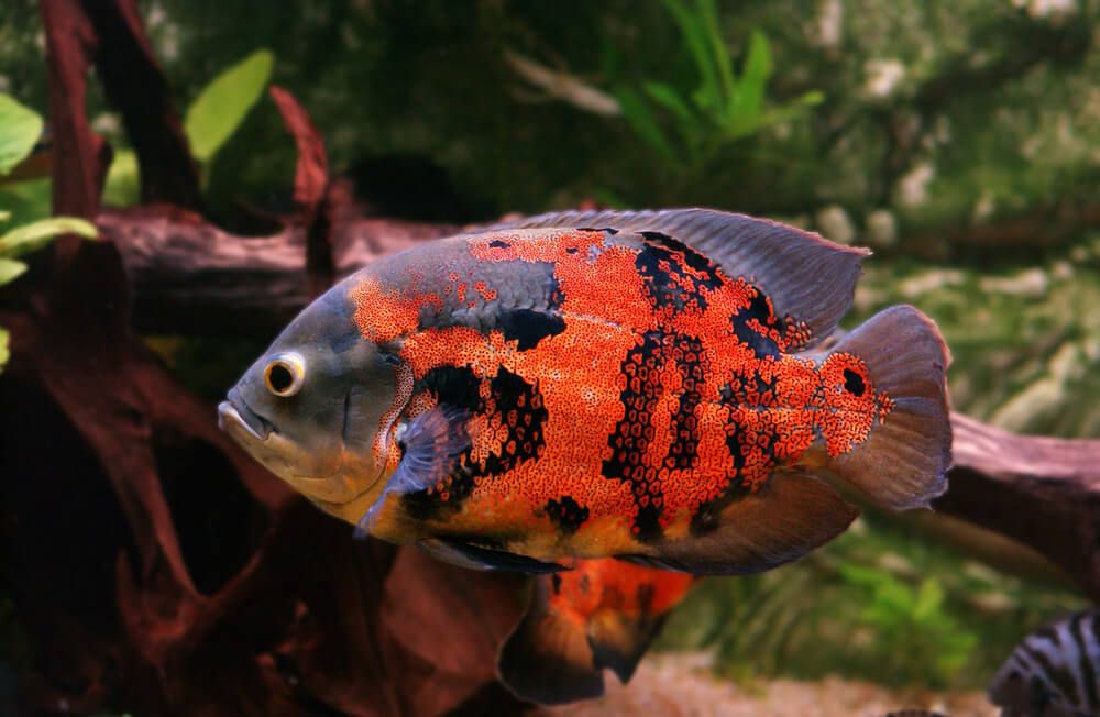 Care Guide For Oscar Fish Nurture Your Aquatic Companions With Confidence