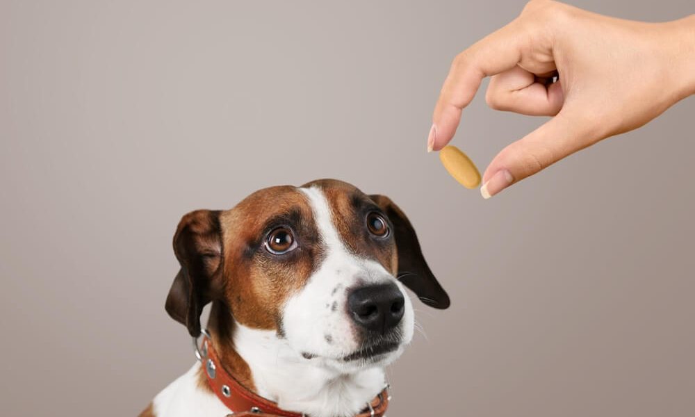 Cephalexin For Dogs Usage Benefits And Potential Side Effects