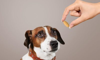 Cephalexin For Dogs Usage Benefits And Potential Side Effects