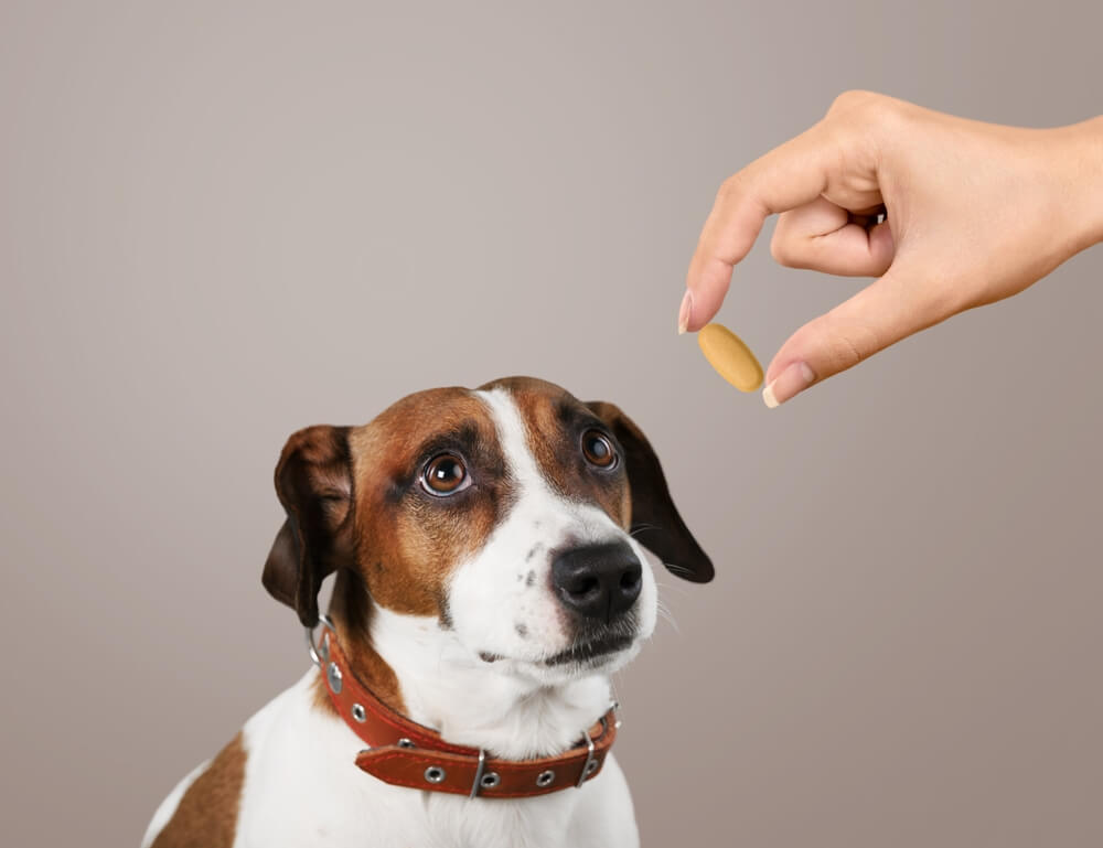 Cephalexin For Dogs Usage Benefits And Potential Side Effects