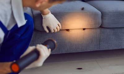 Diy Pest Control Vs Professional Pest Control Which Is Right For You