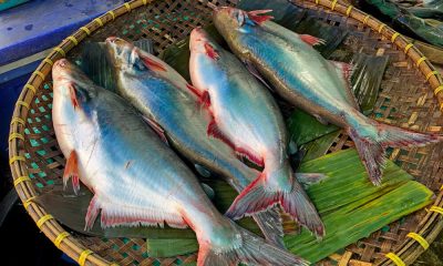 Is Swai Fish Healthy Benefits And Risks