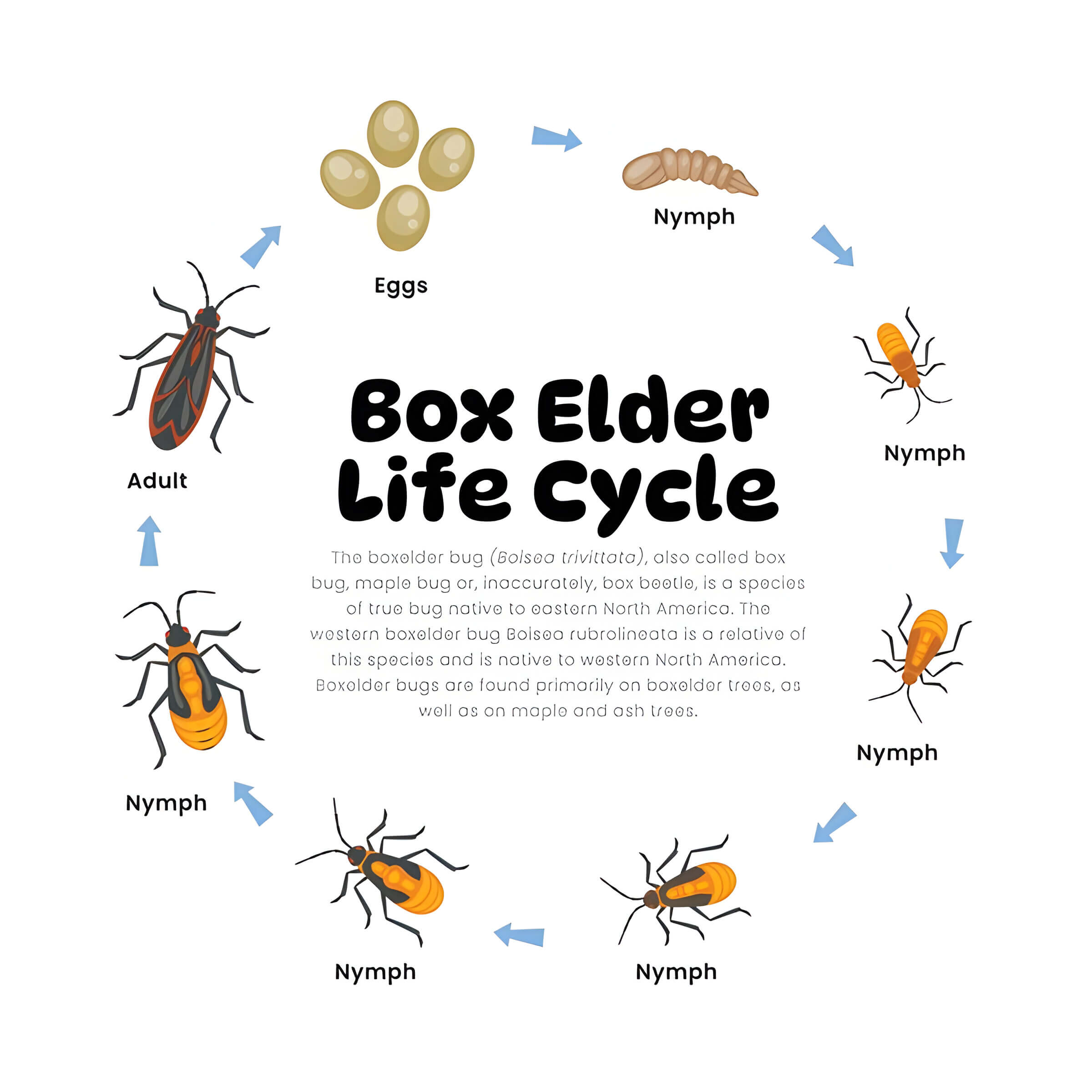 Life Cycle And Habitats Of Box Elder Bugs