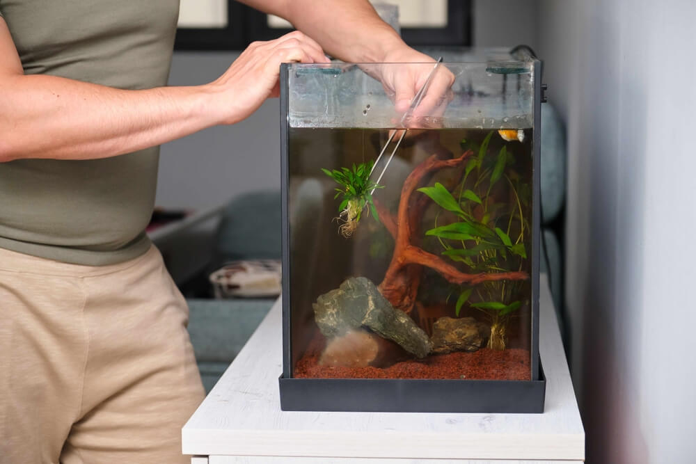 Setting Up The Perfect Aquarium For Your Oscar Fish