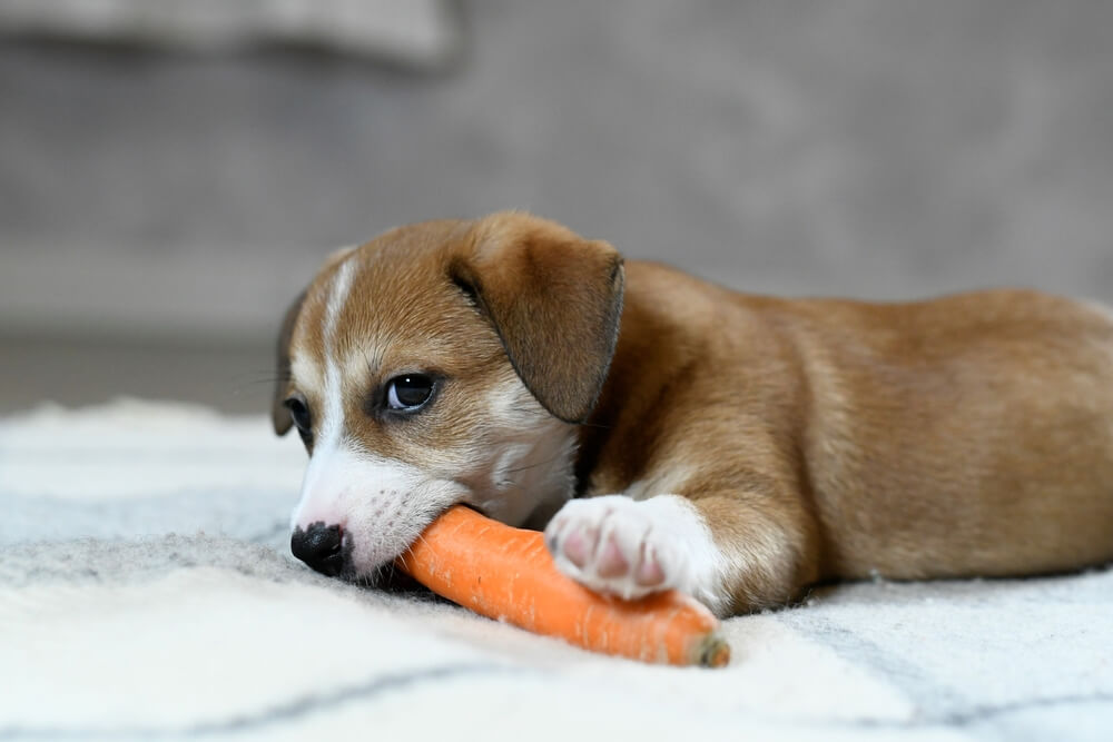 The Benefits Of Carrots For Dogs